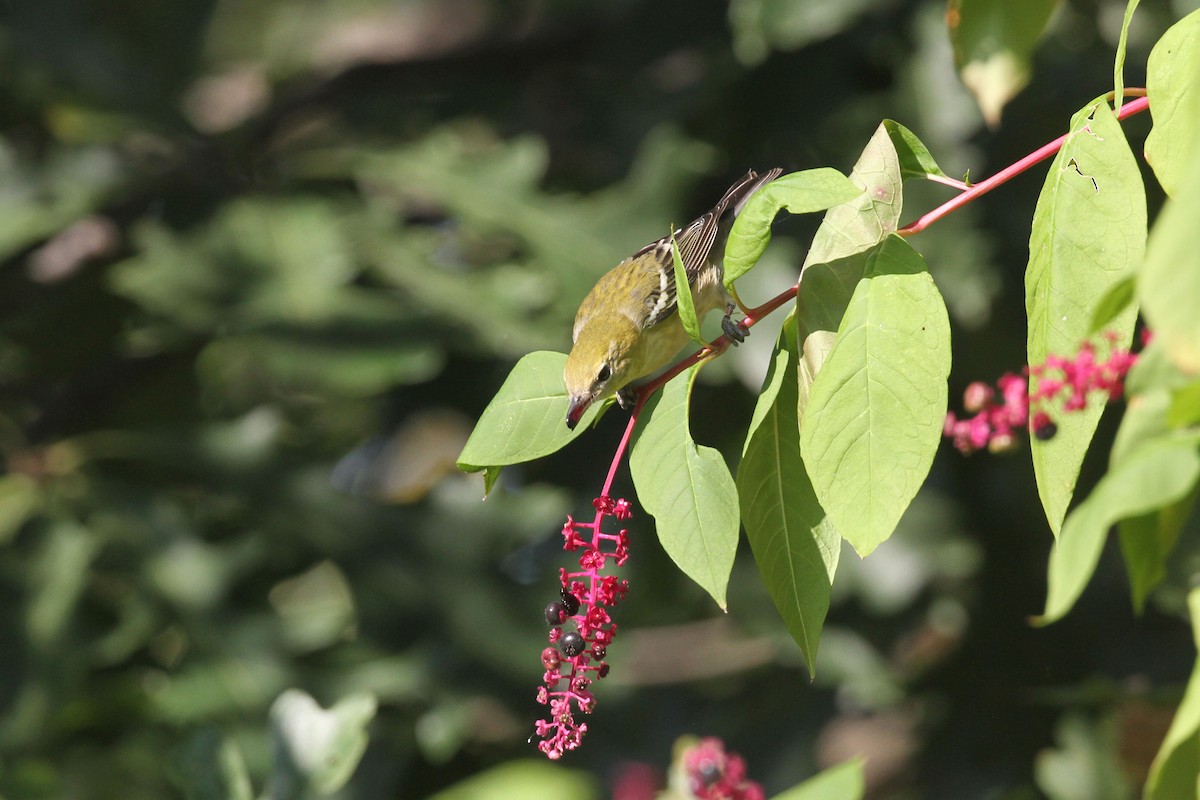 Bay-breasted Warbler - ML624551754