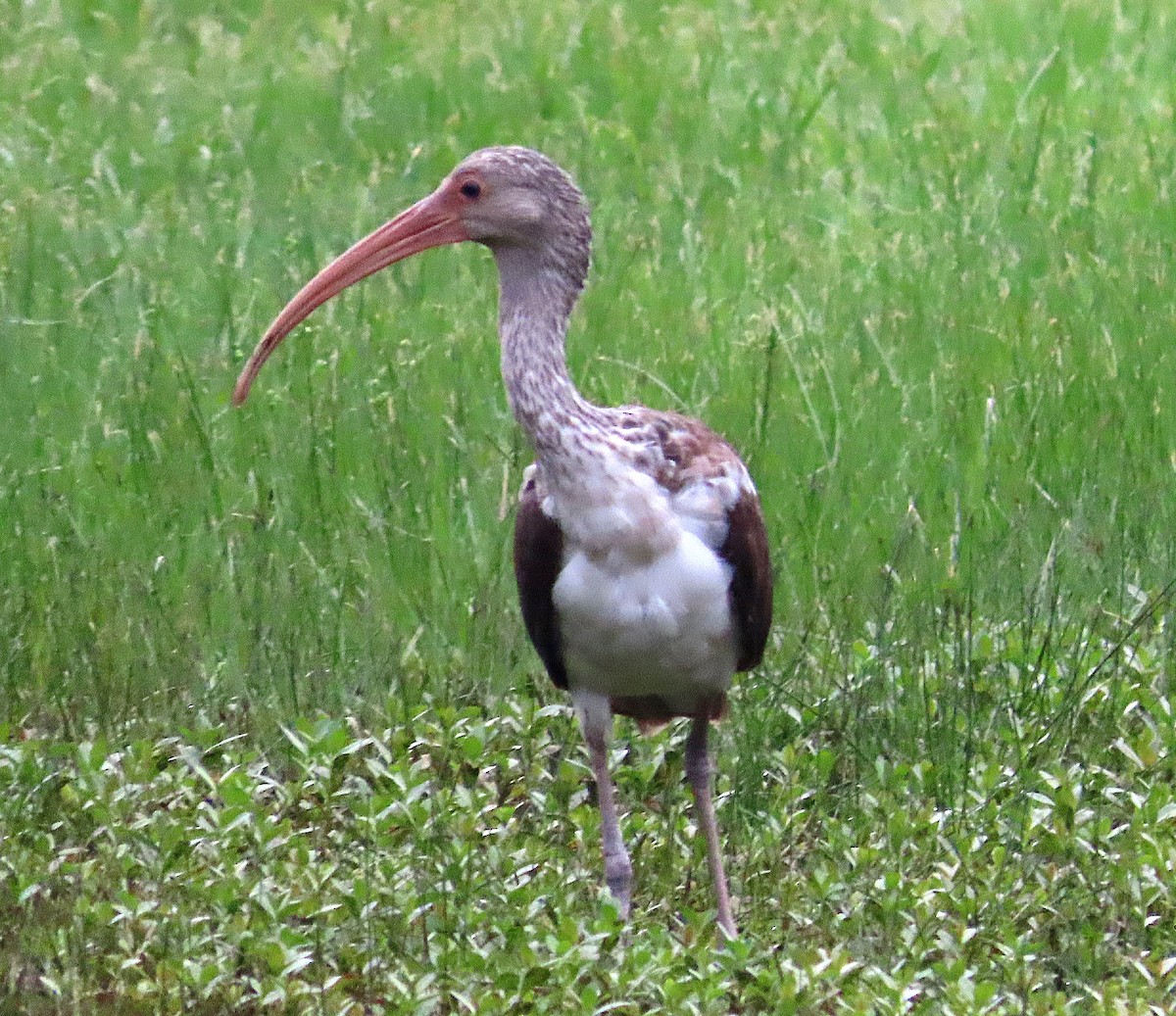 White Ibis - ML624551755