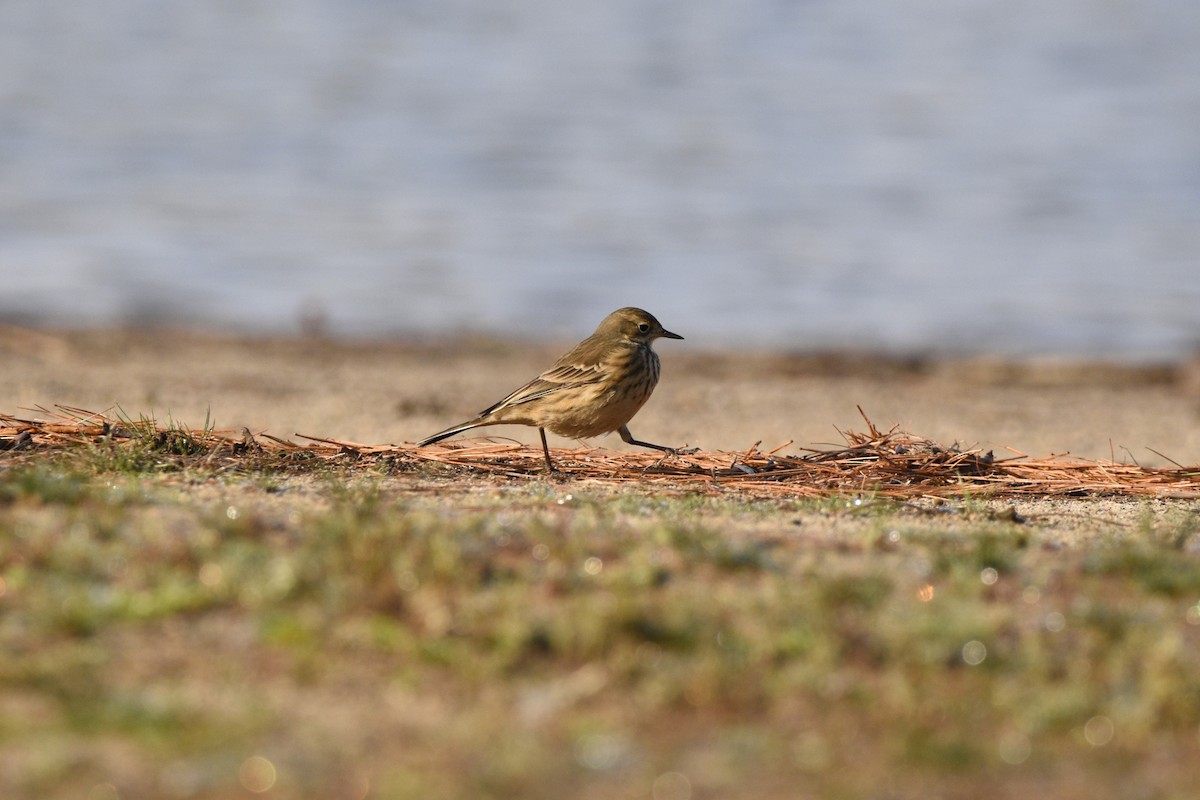 American Pipit - ML624551756