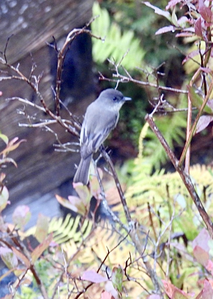 Eastern Phoebe - ML624551757