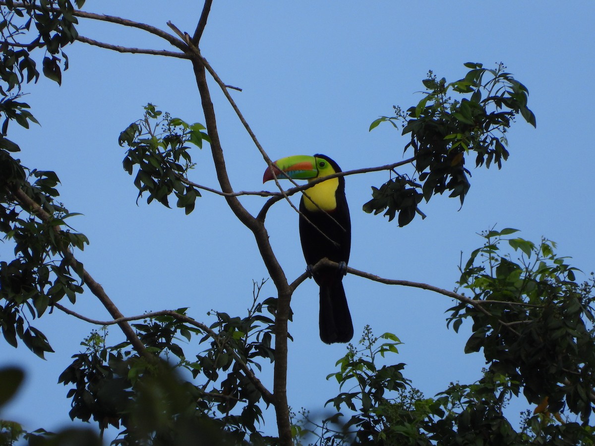 Keel-billed Toucan - ML624551760