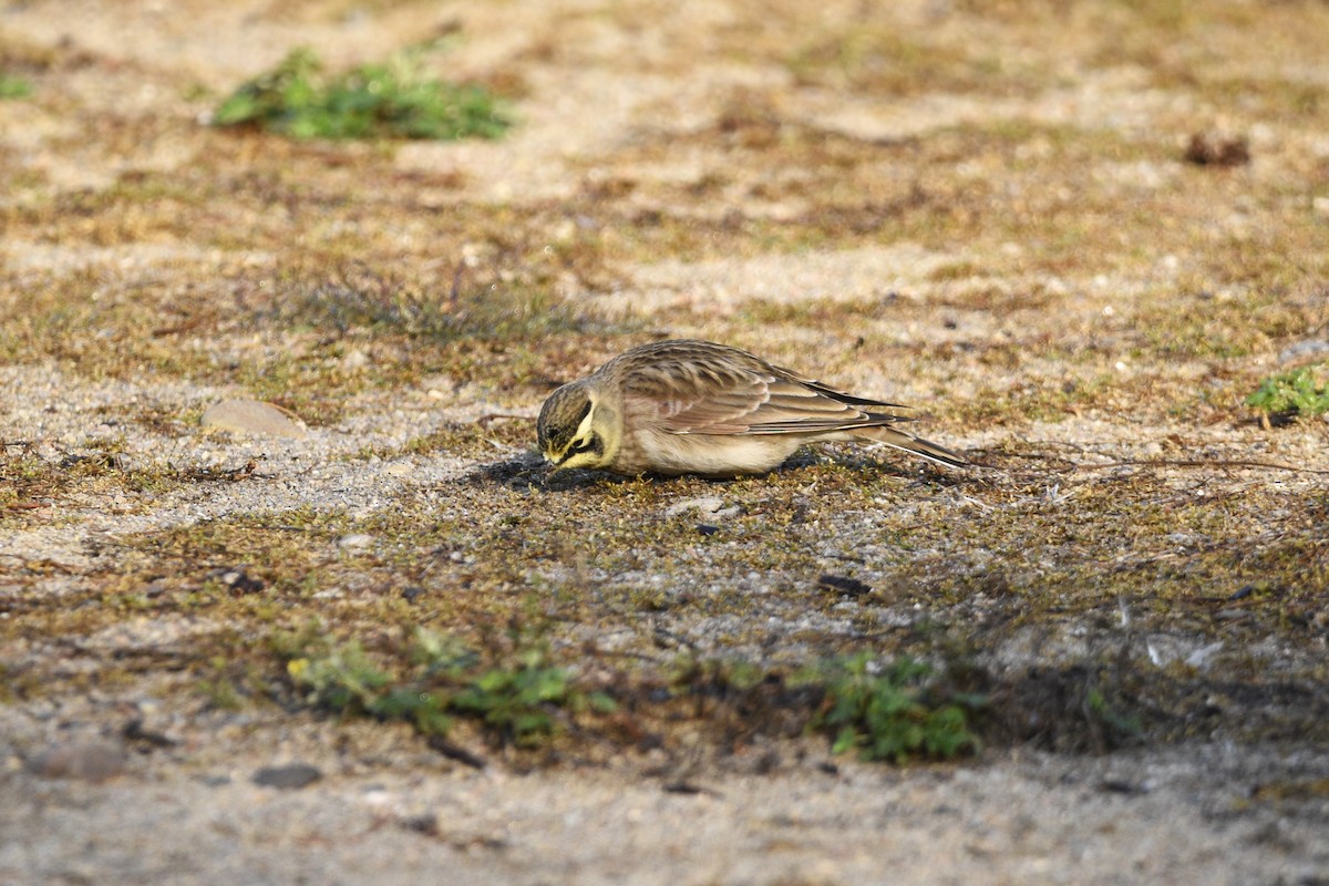 Horned Lark - ML624551761