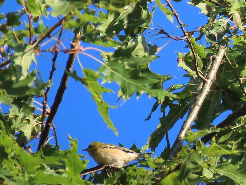 Bay-breasted Warbler - ML624551762