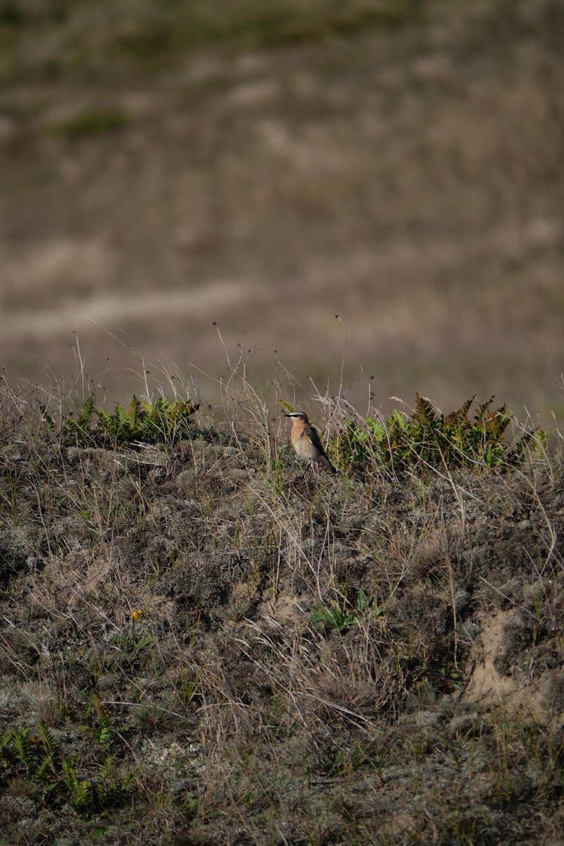 Northern Wheatear - ML624551764