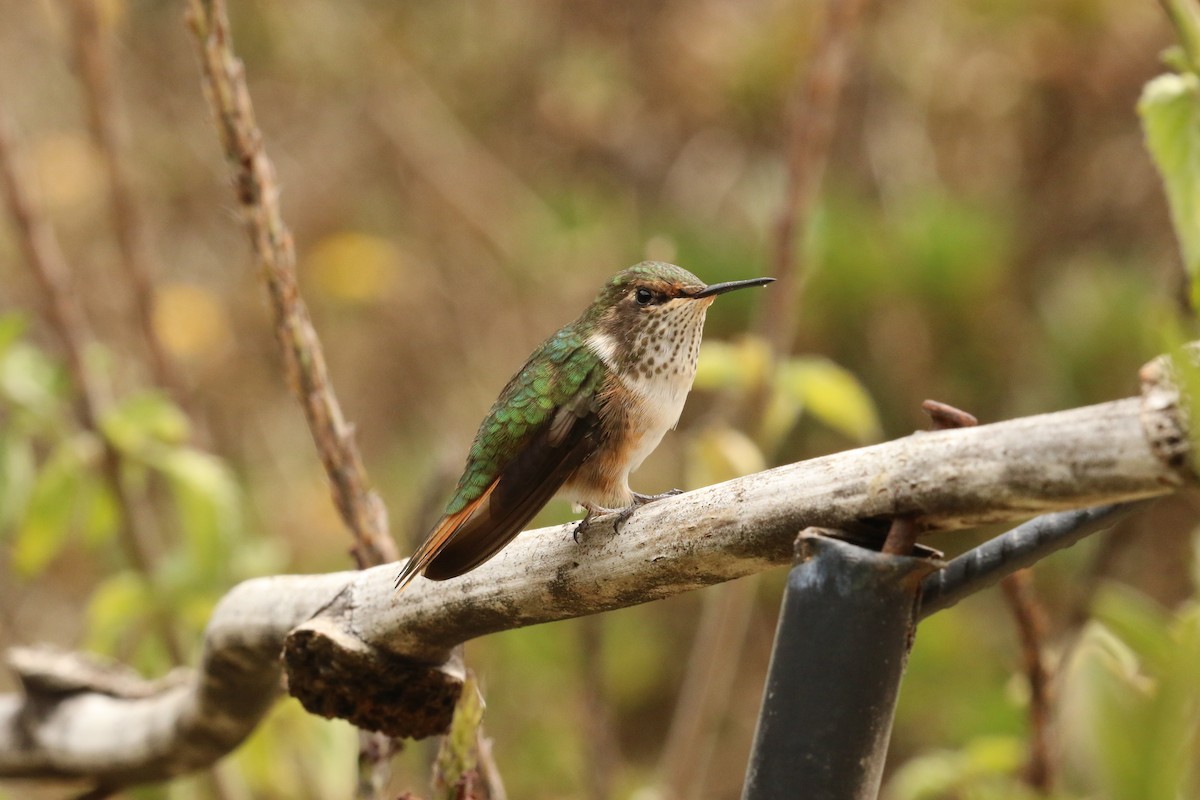 Volcano Hummingbird - ML624551765