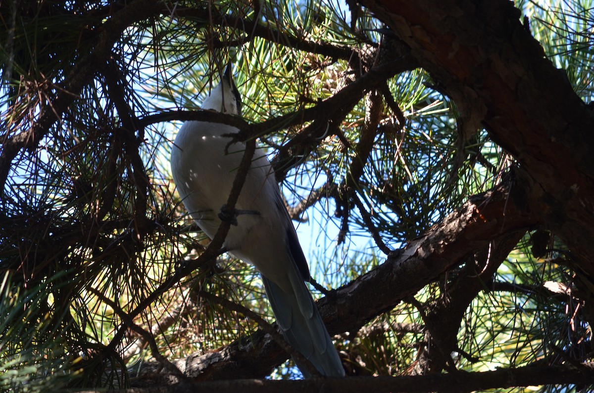 Azure-winged Magpie - ML624551766