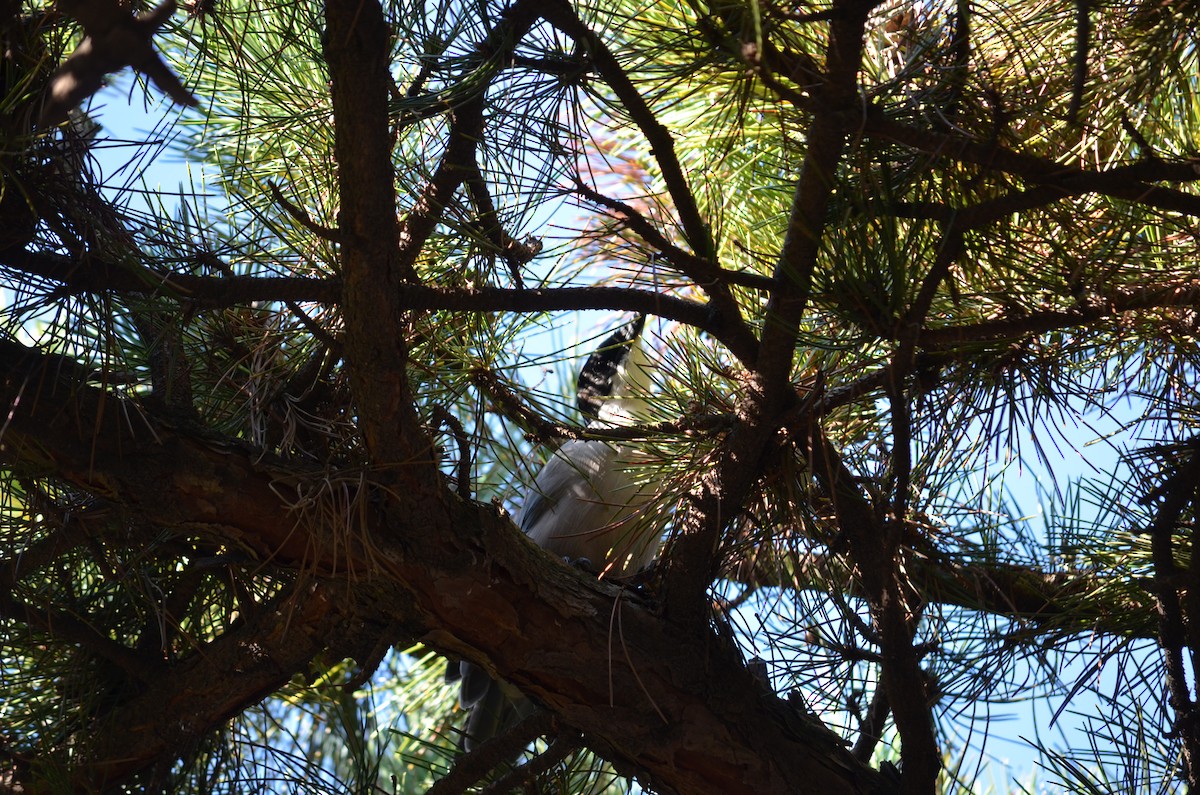 Azure-winged Magpie - ML624551769