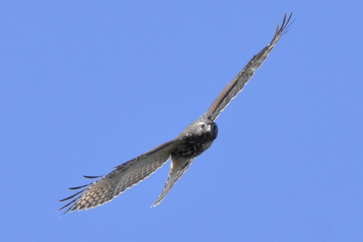 Red-shouldered Hawk - ML624551771