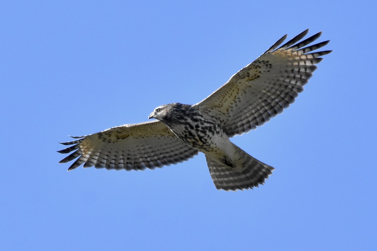 Red-shouldered Hawk - ML624551772