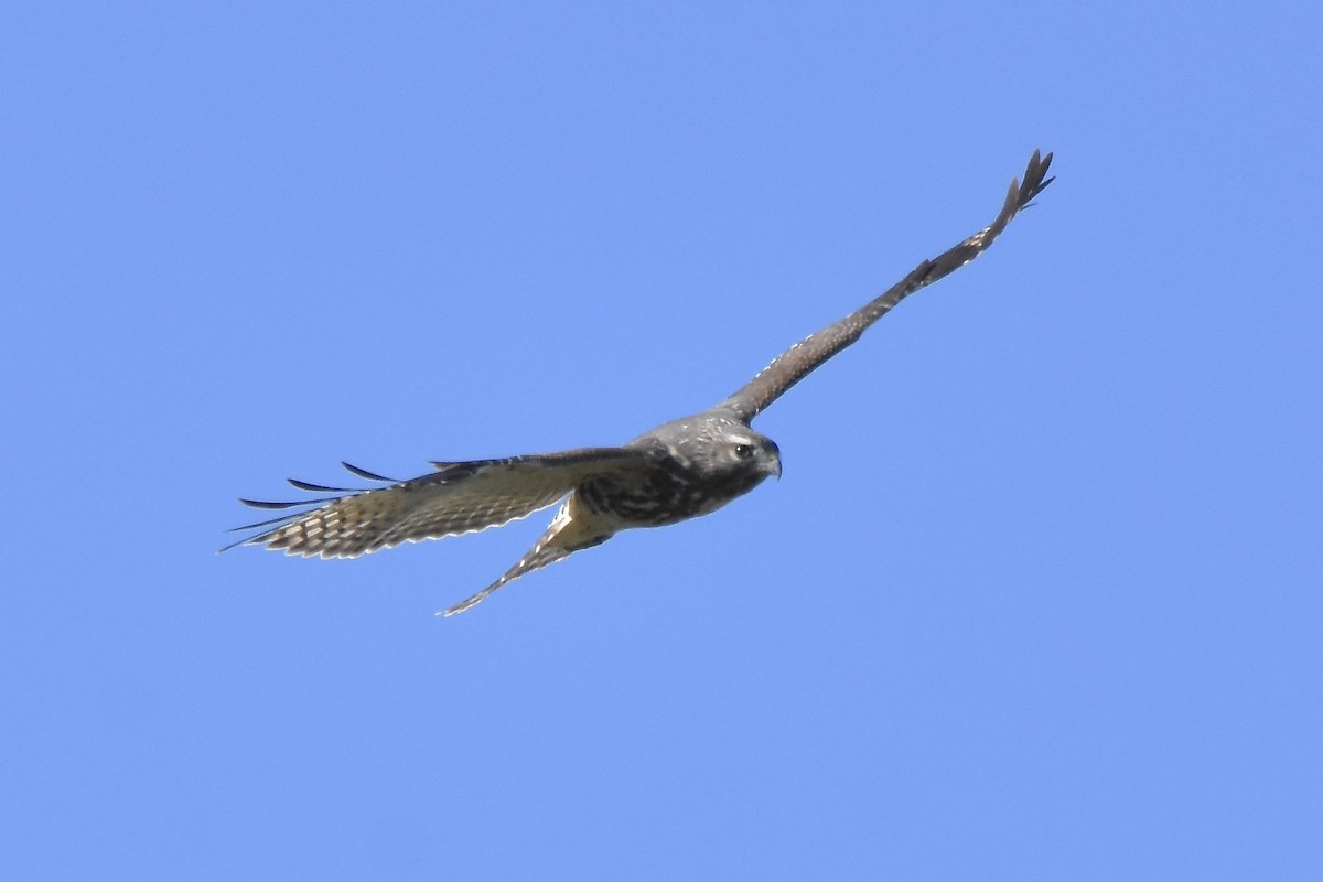 Red-shouldered Hawk - ML624551773