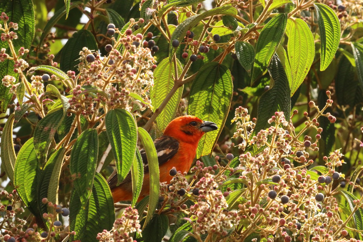 Flame-colored Tanager - ML624551778