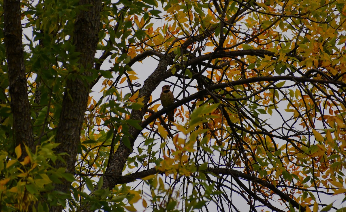 Northern Flicker (Yellow-shafted) - ML624551781