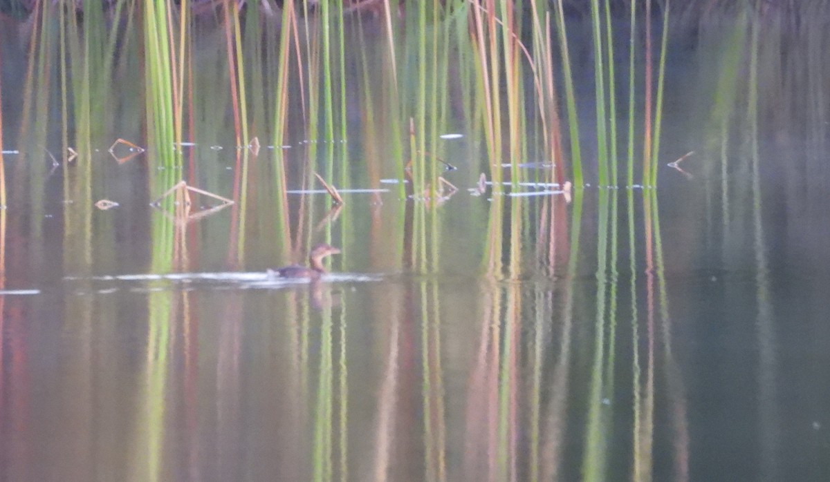 Pied-billed Grebe - ML624551812