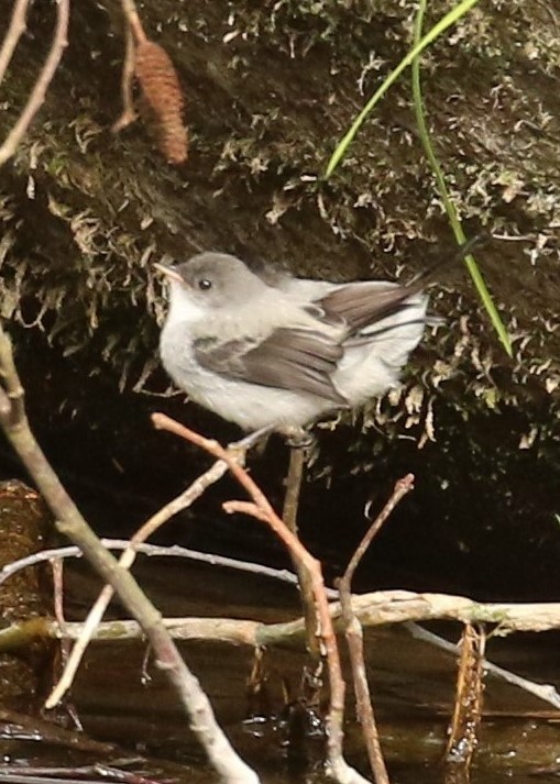 Torrent Tyrannulet - ML624551831