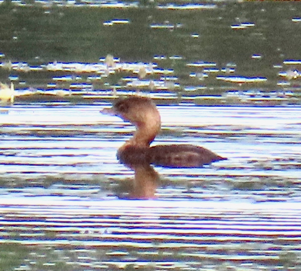 Pied-billed Grebe - ML624551843