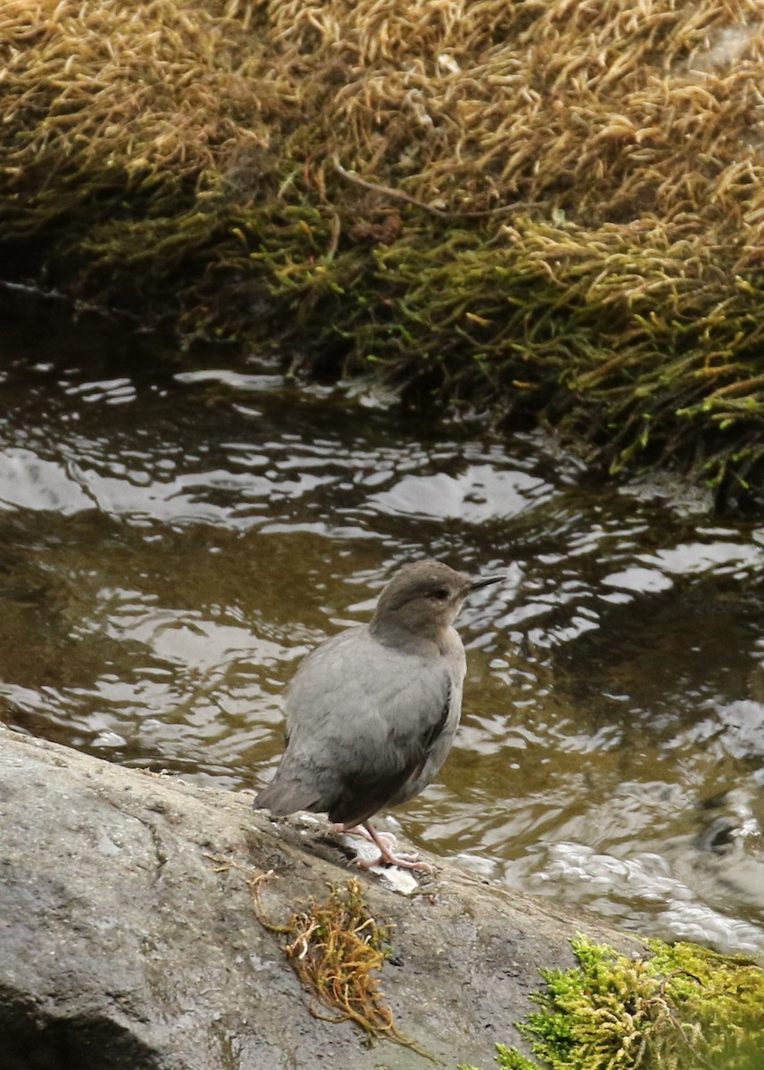 American Dipper - Anne-Marie Harris