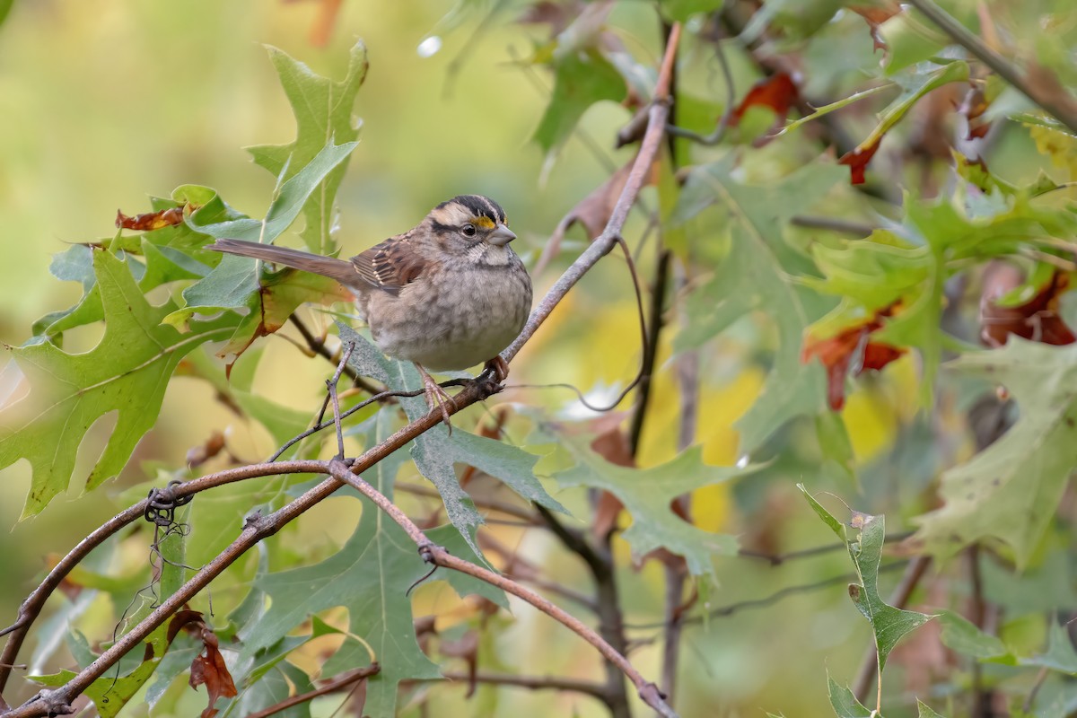 White-throated Sparrow - ML624551919