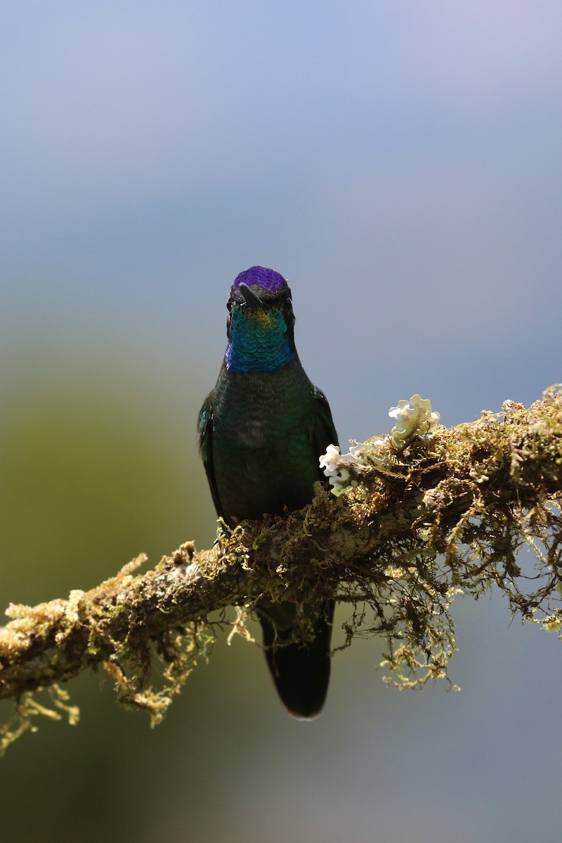 Fiery-throated Hummingbird - ML624551925