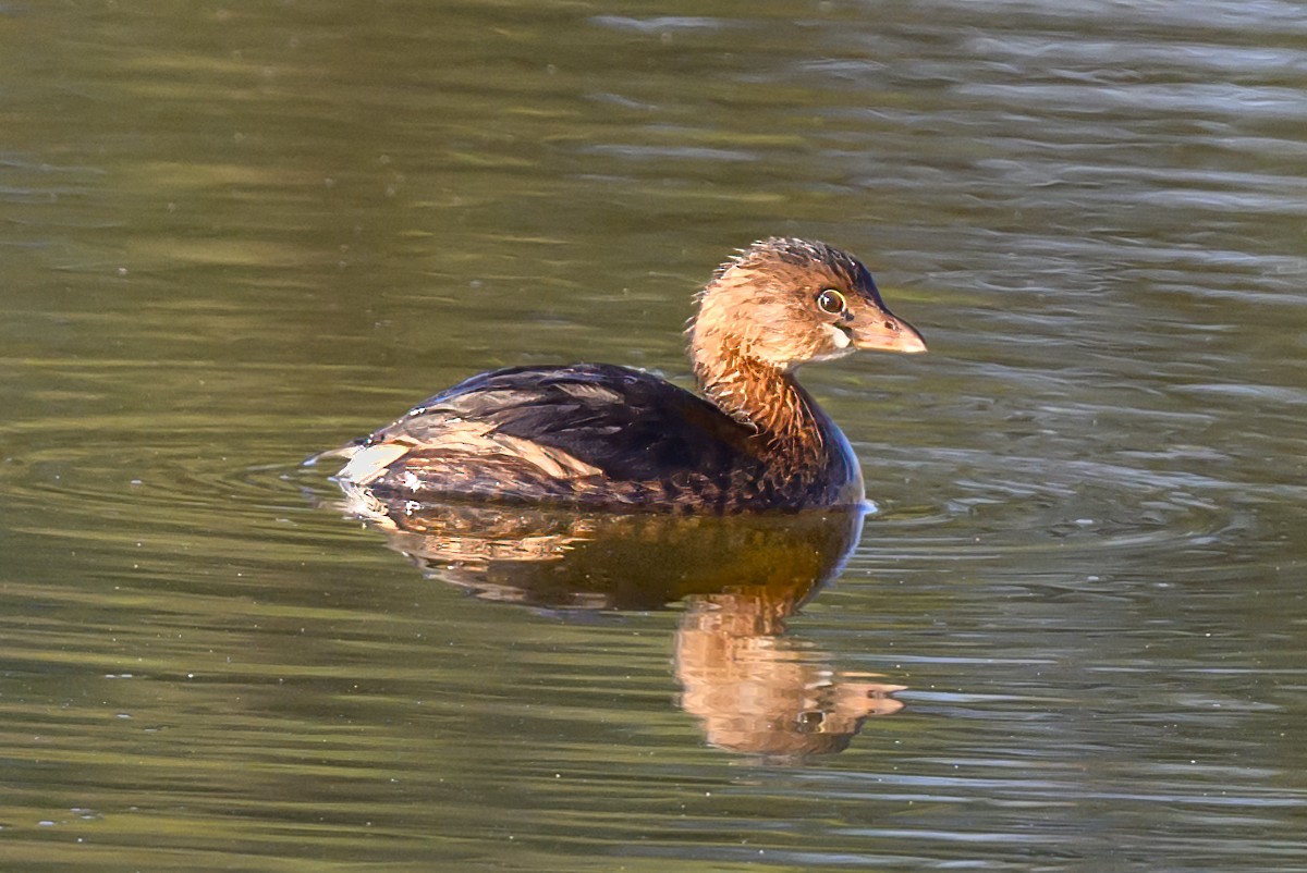 Pied-billed Grebe - ML624551932