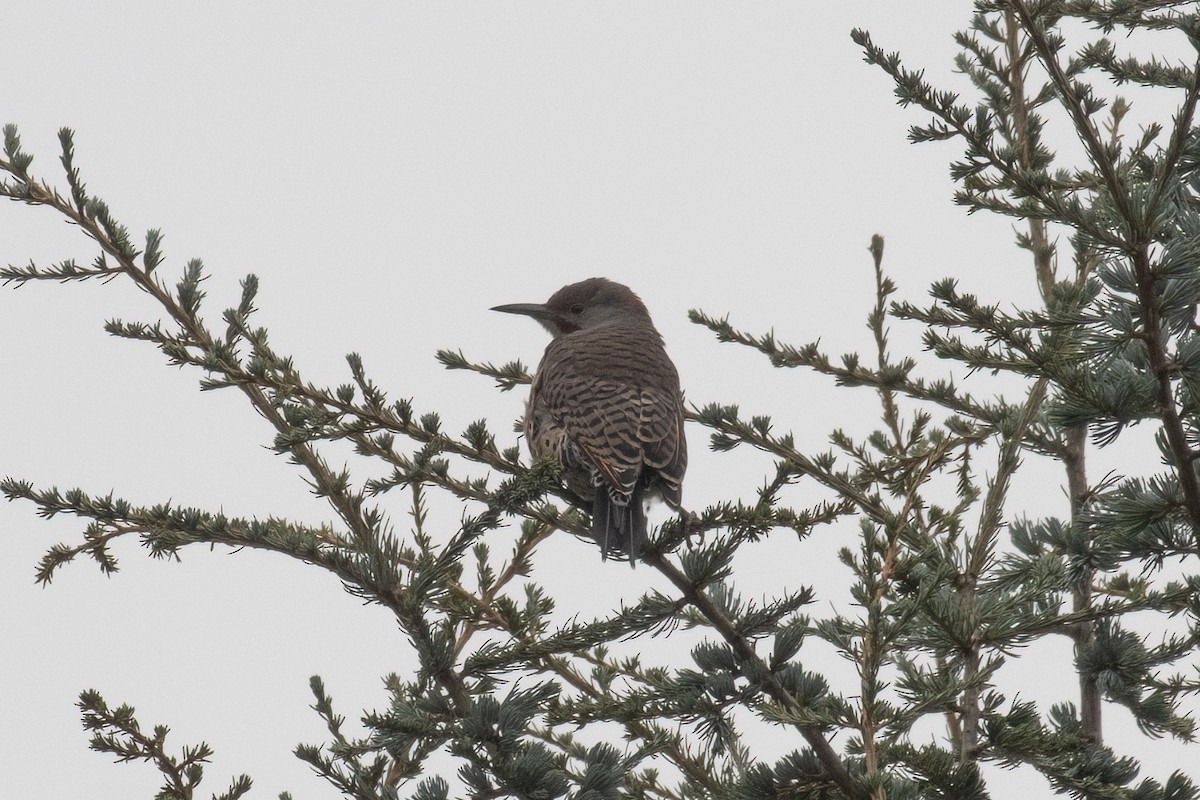 Northern Flicker (Yellow-shafted x Red-shafted) - ML624551962