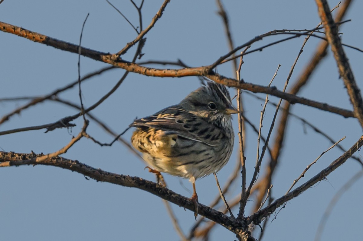 Lincoln's Sparrow - ML624551965