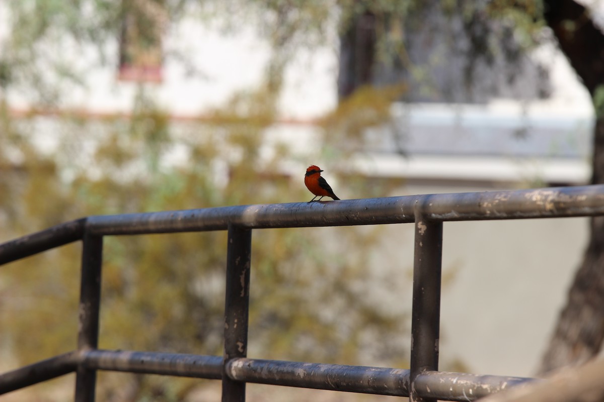 Vermilion Flycatcher - ML624551966