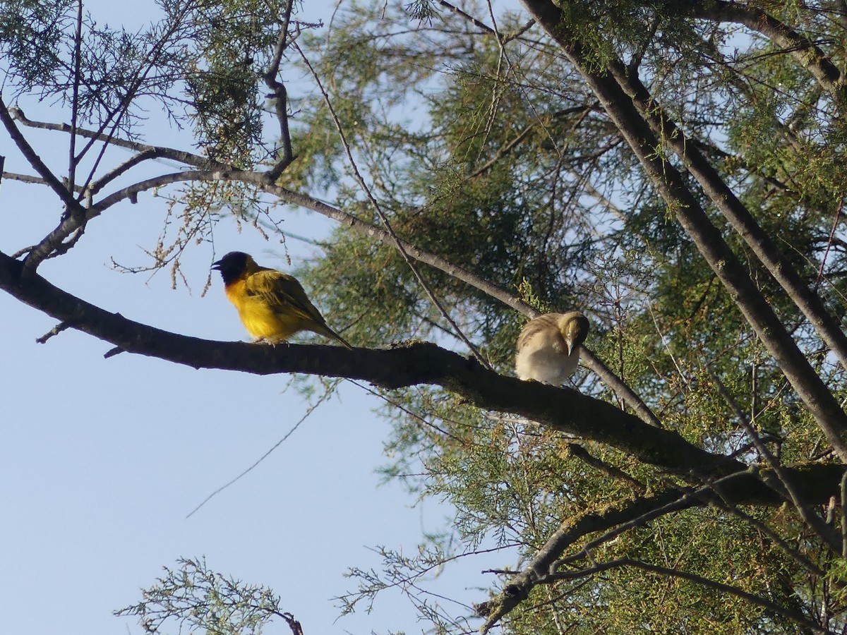 Black-headed Weaver - ML624551975