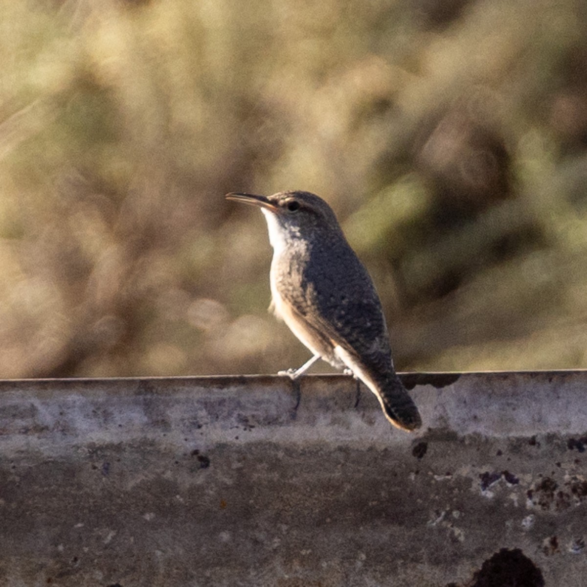 Rock Wren - Philip Kline