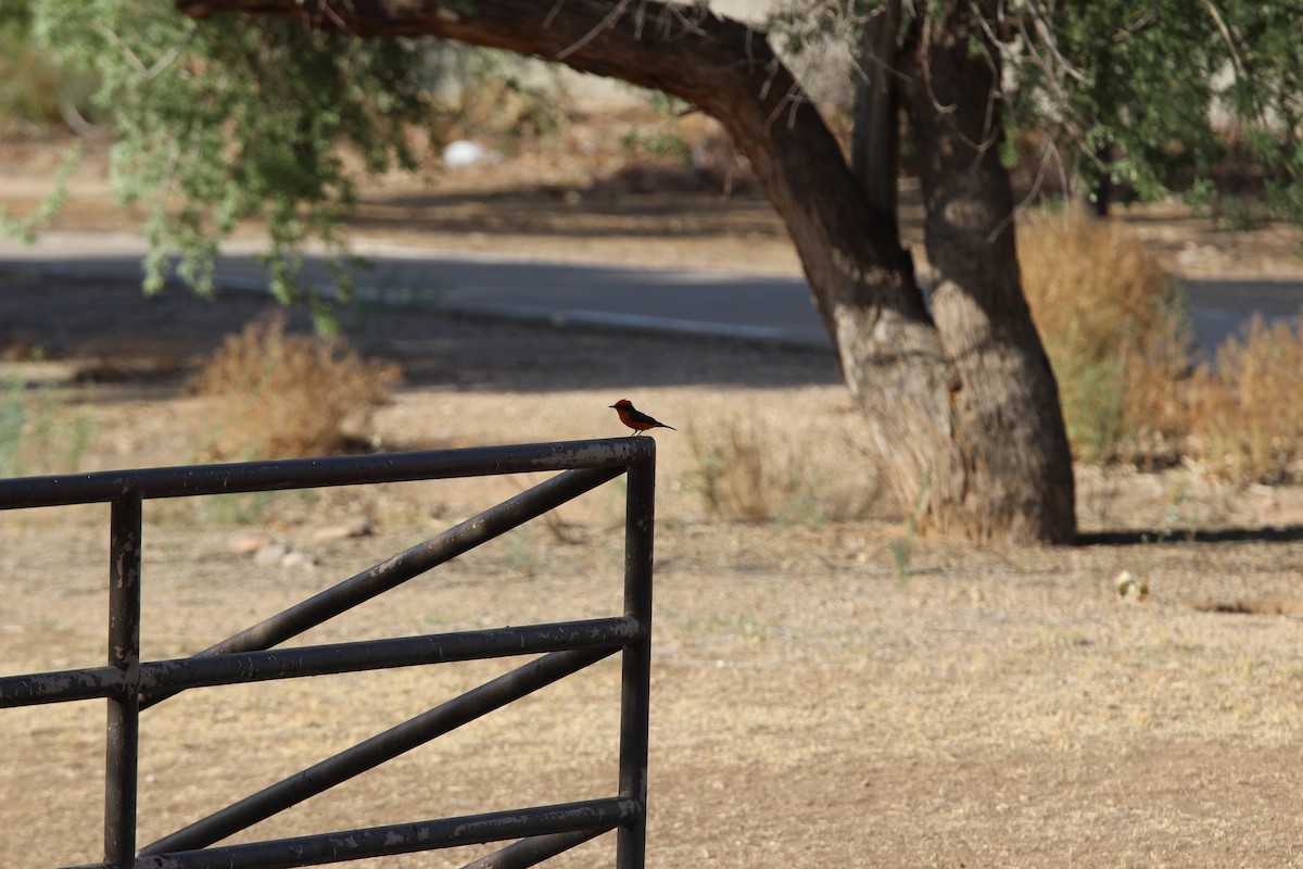 Vermilion Flycatcher - ML624551981