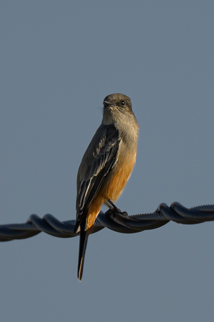 Say's Phoebe - ML624551986