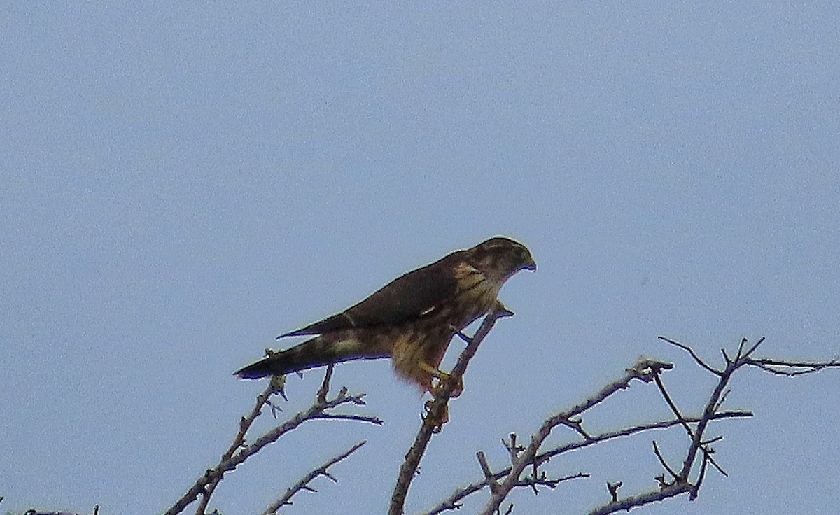 בז גמדי - ML624551990