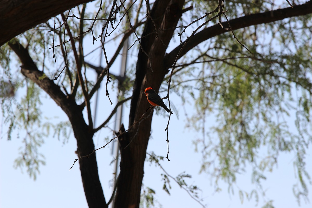 Vermilion Flycatcher - ML624551994