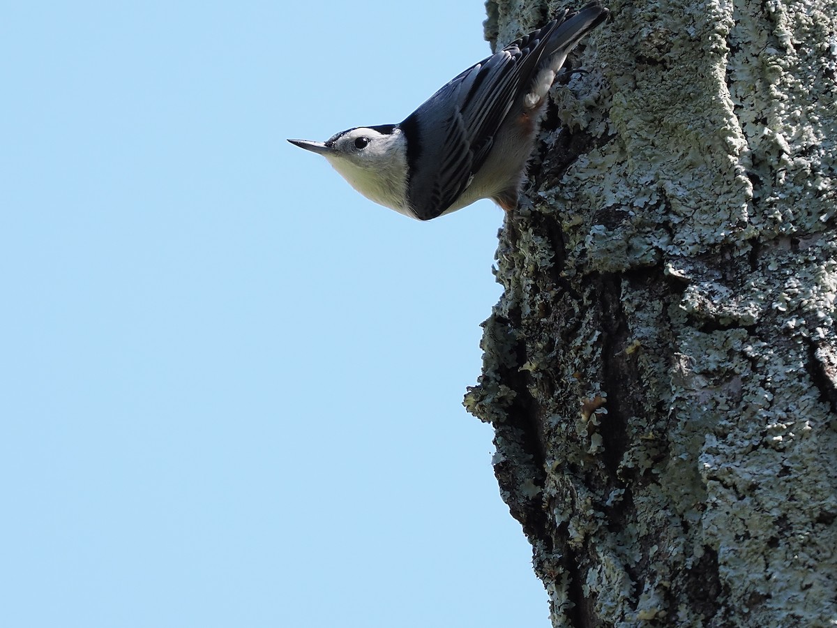 White-breasted Nuthatch - ML624552001