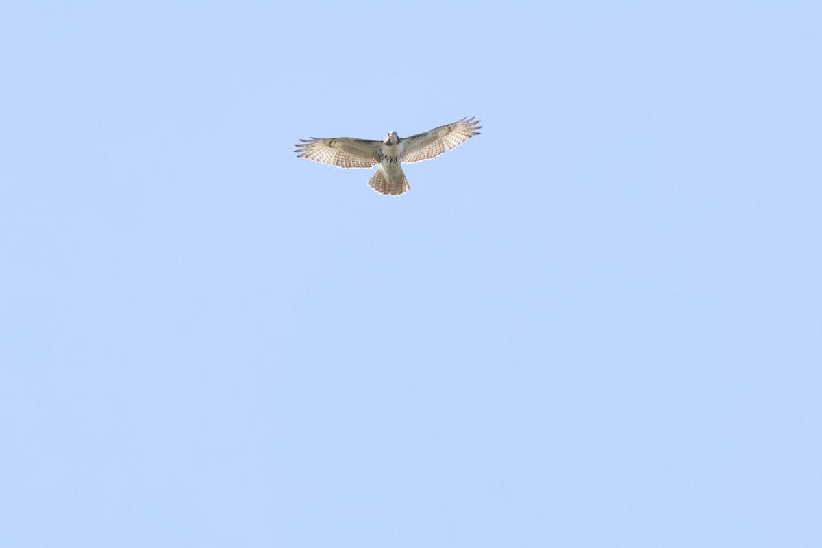 Red-tailed Hawk - ML624552004