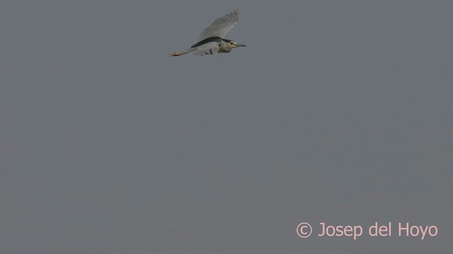 Black-crowned Night Heron (Eurasian) - ML624552031