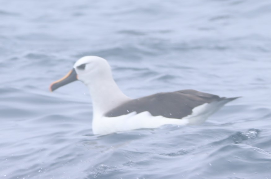 Albatros sudurrori atlantikoa - ML624552034