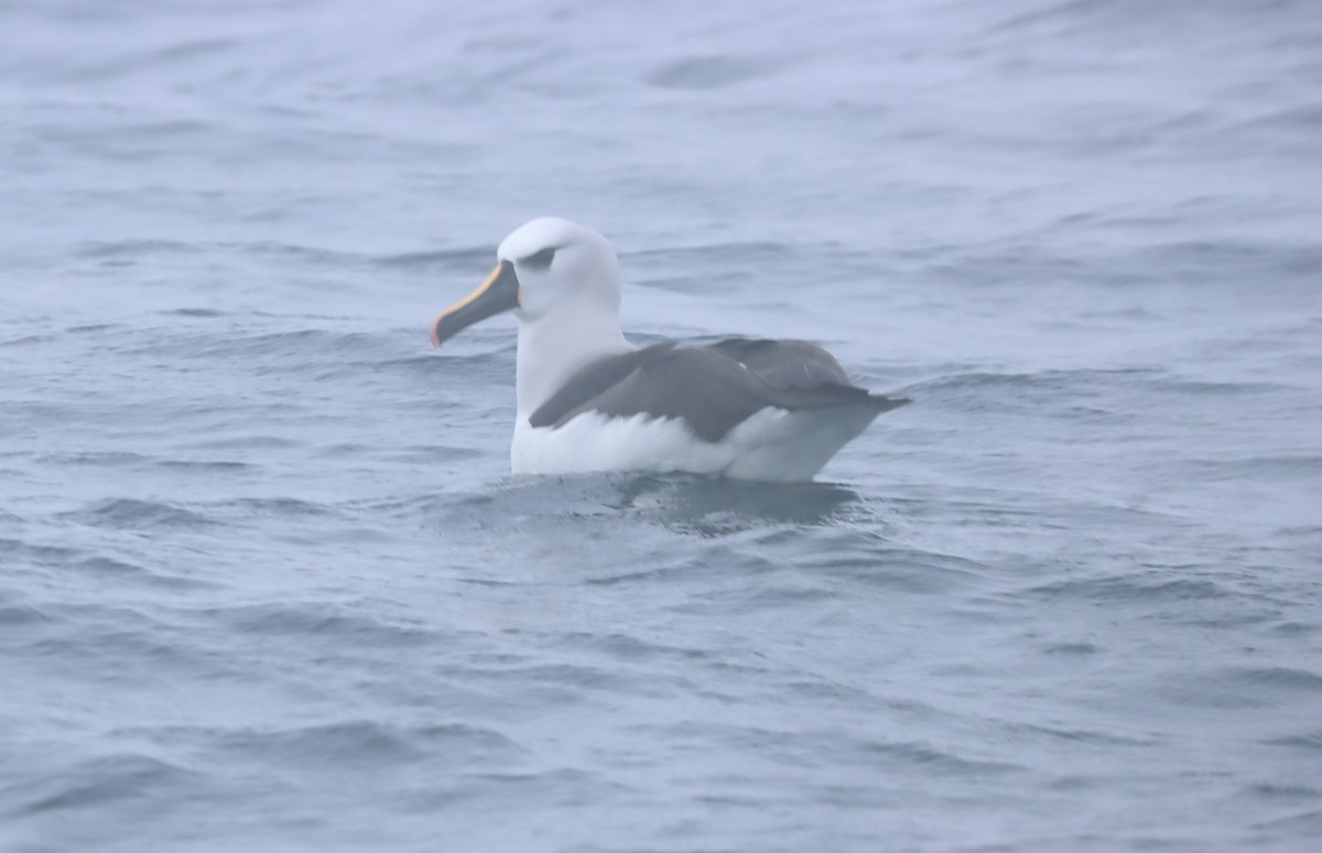 Atlantic Yellow-nosed Albatross - ML624552035