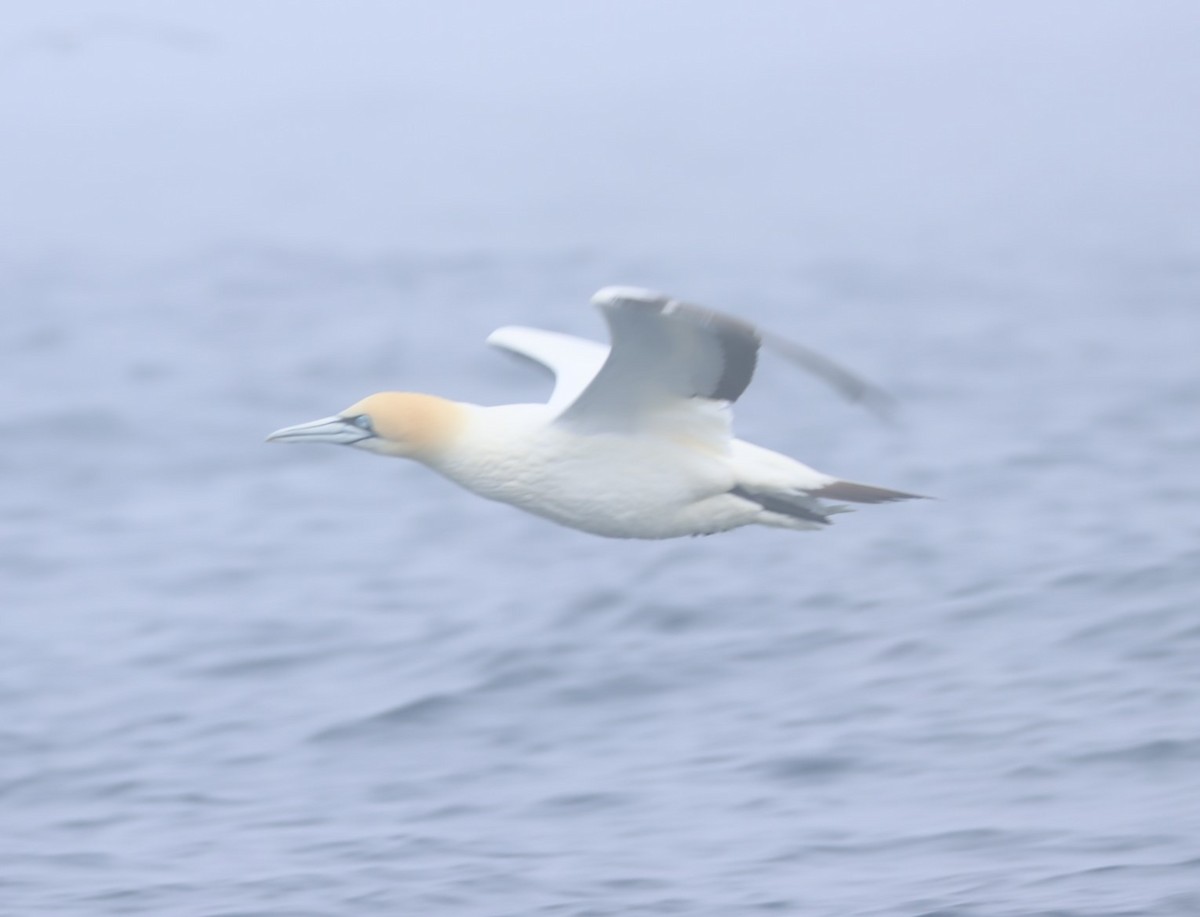 Cape Gannet - ML624552057