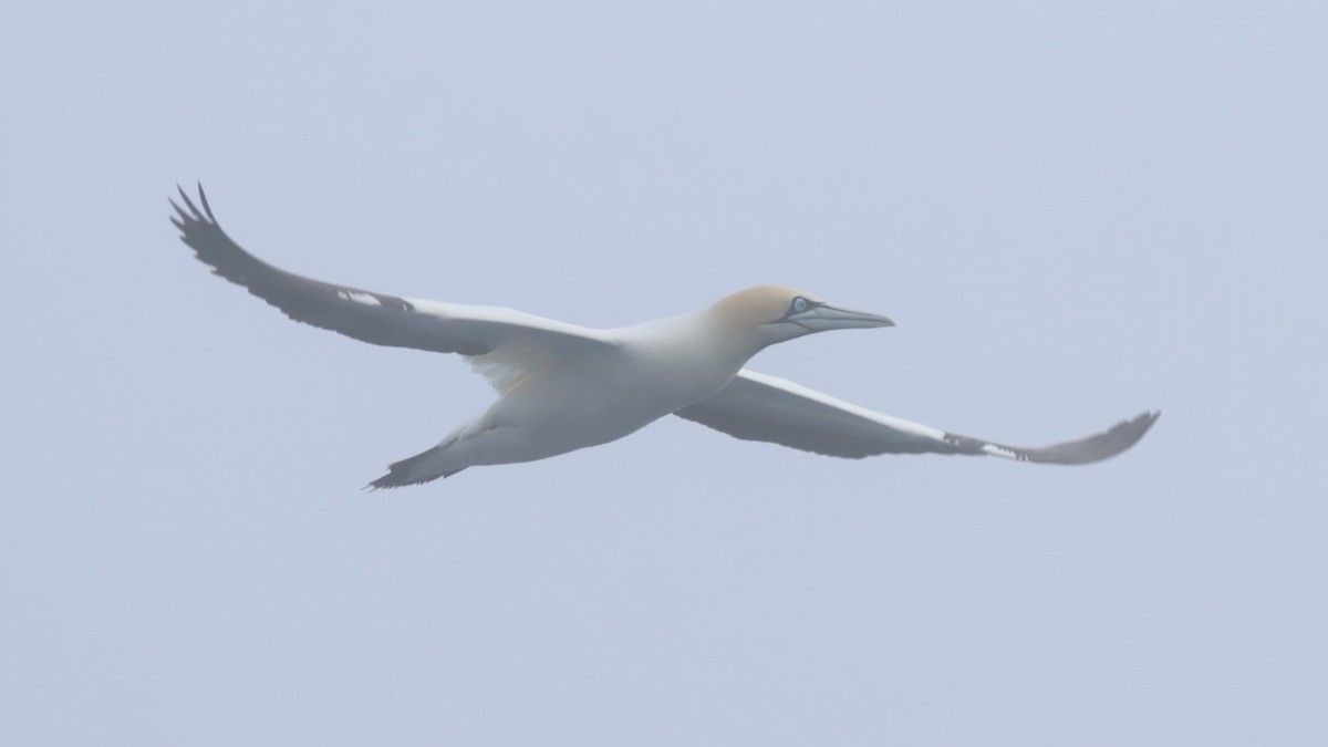 Cape Gannet - ML624552058