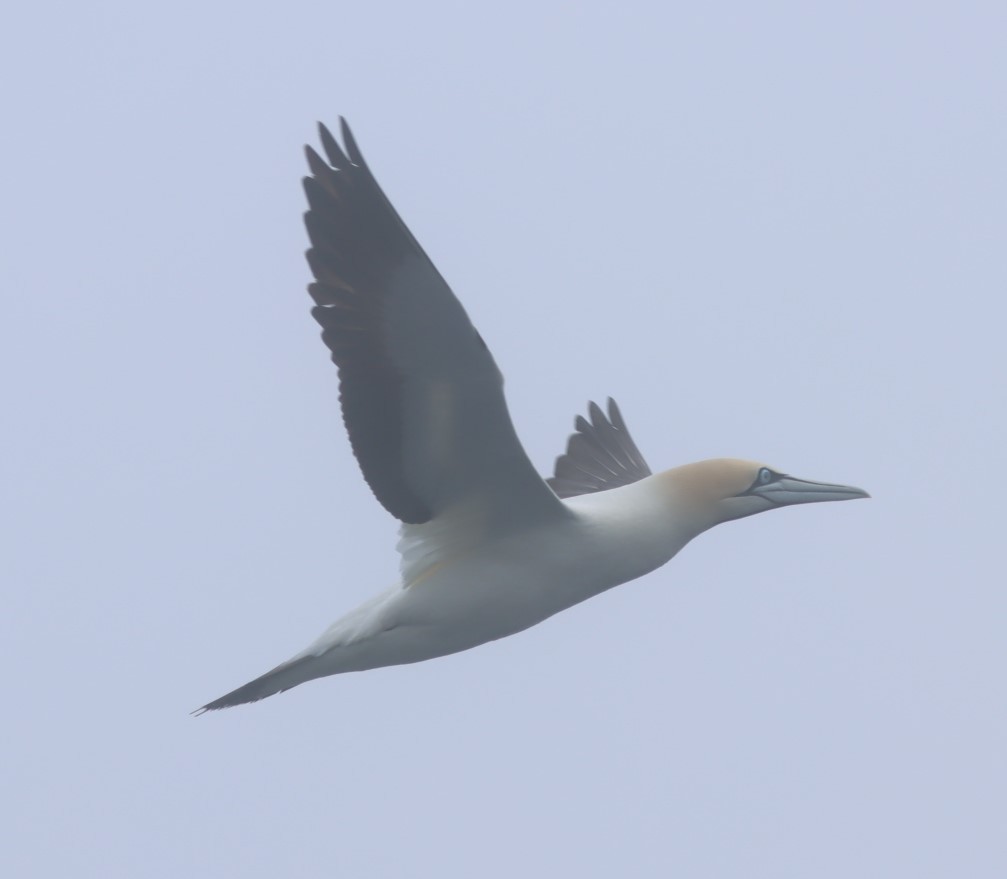 Cape Gannet - ML624552059