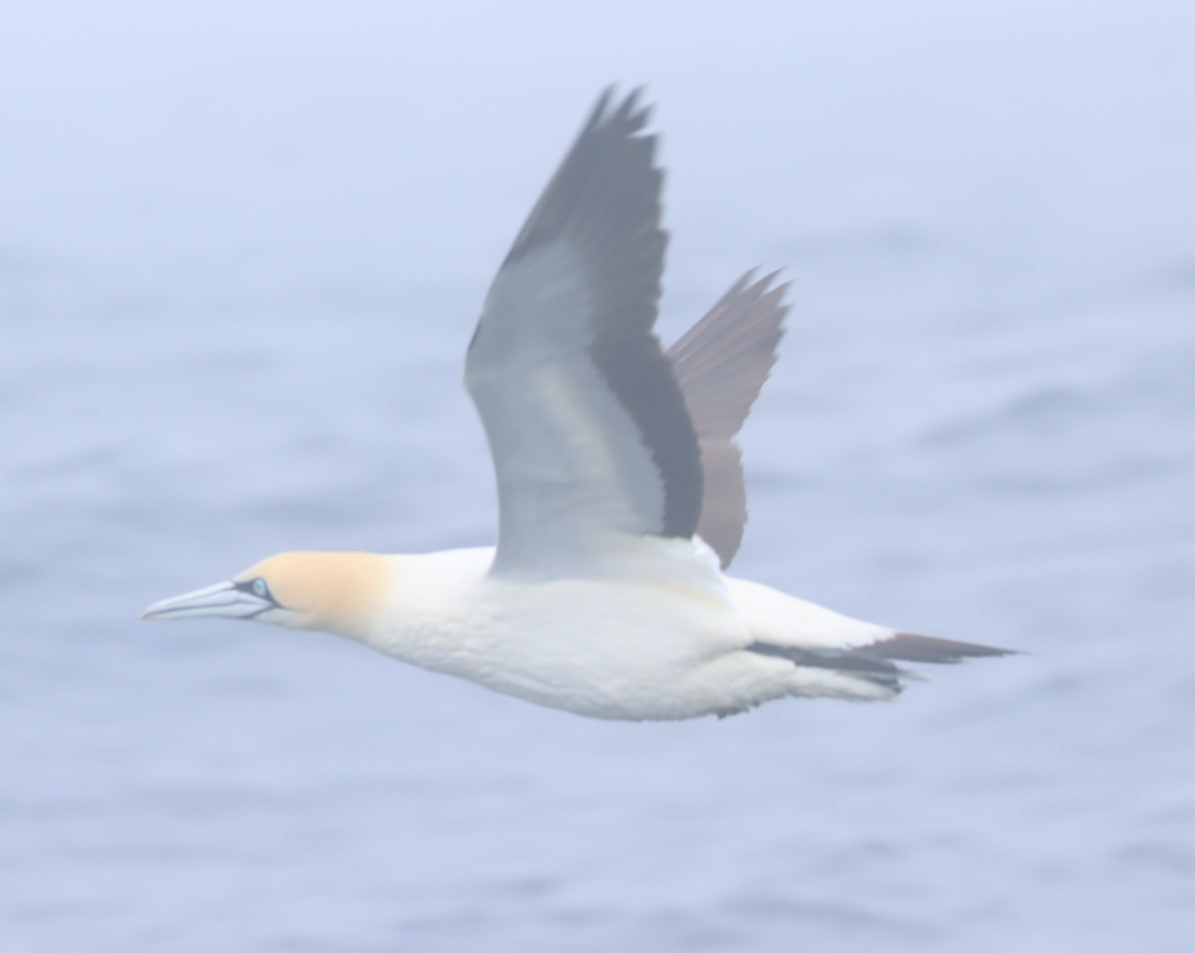 Cape Gannet - ML624552060