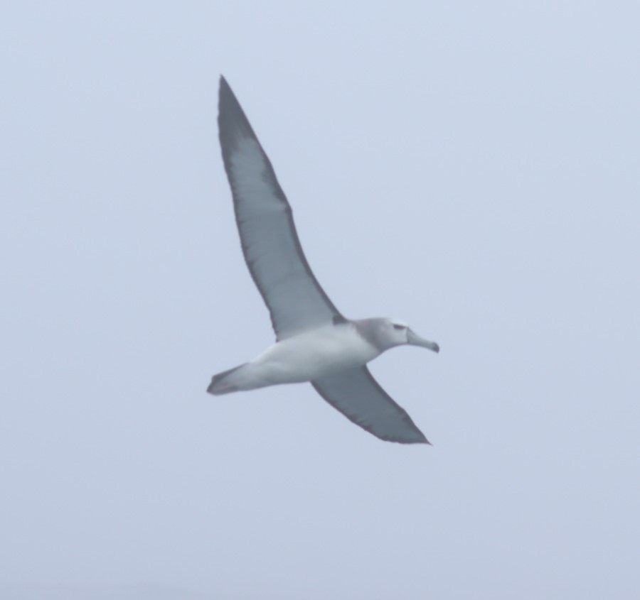 White-capped Albatross - Susan  Downey