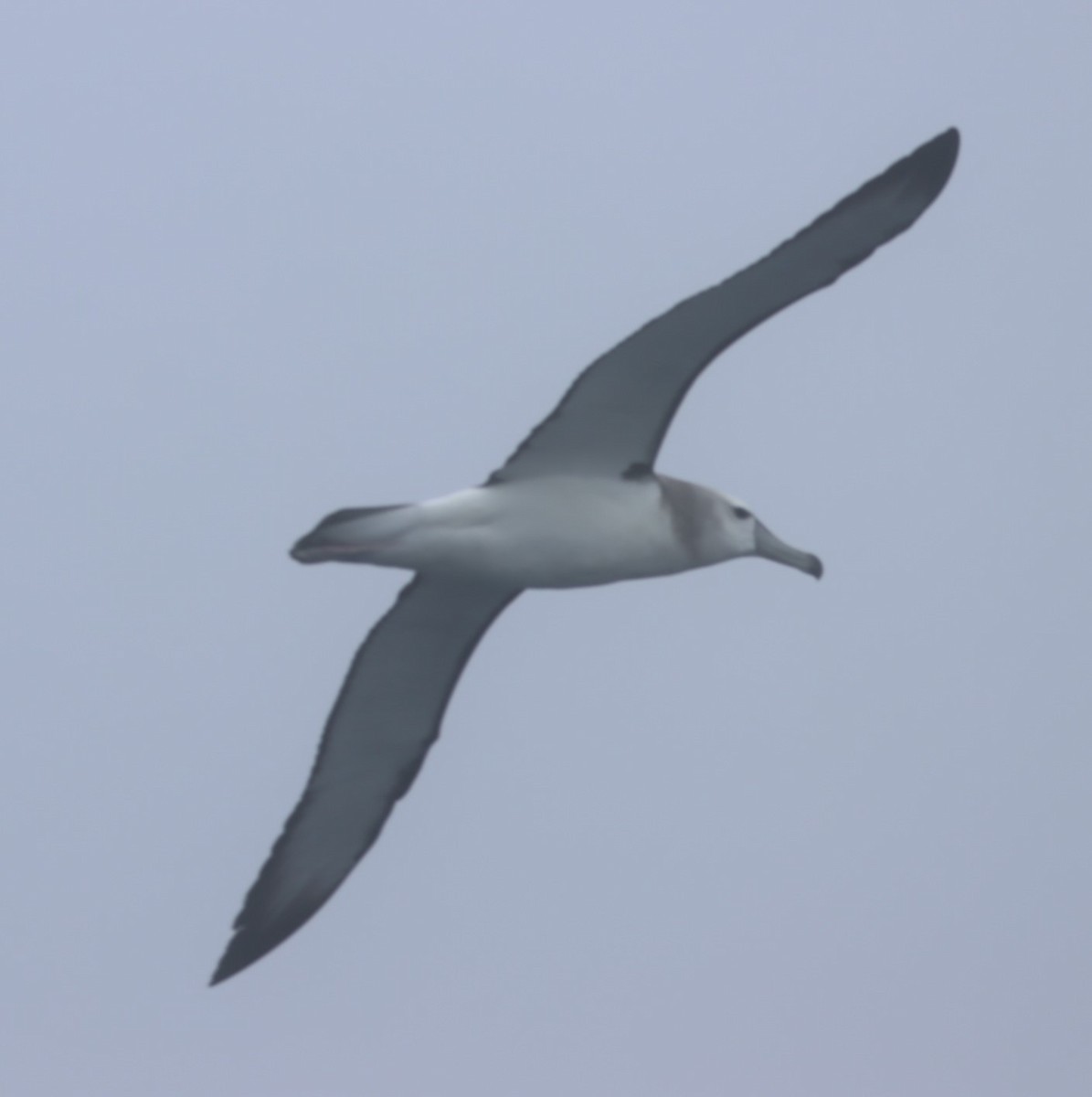 White-capped Albatross - Susan  Downey