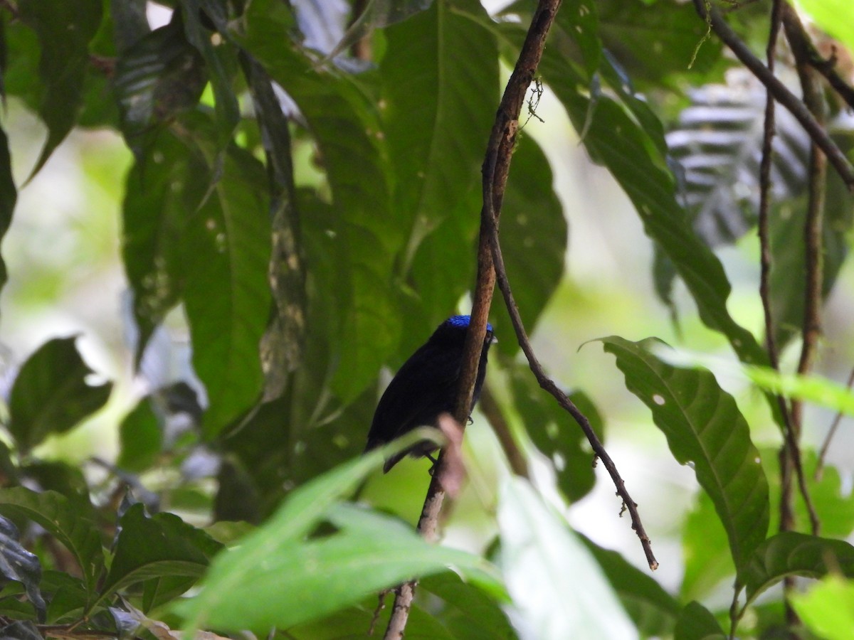 Velvety Manakin - Lesha Roberts