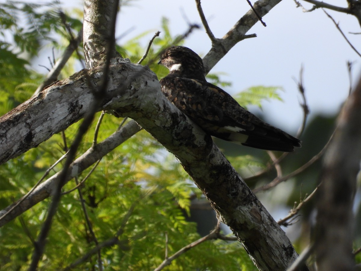 Common Nighthawk - William Huggins