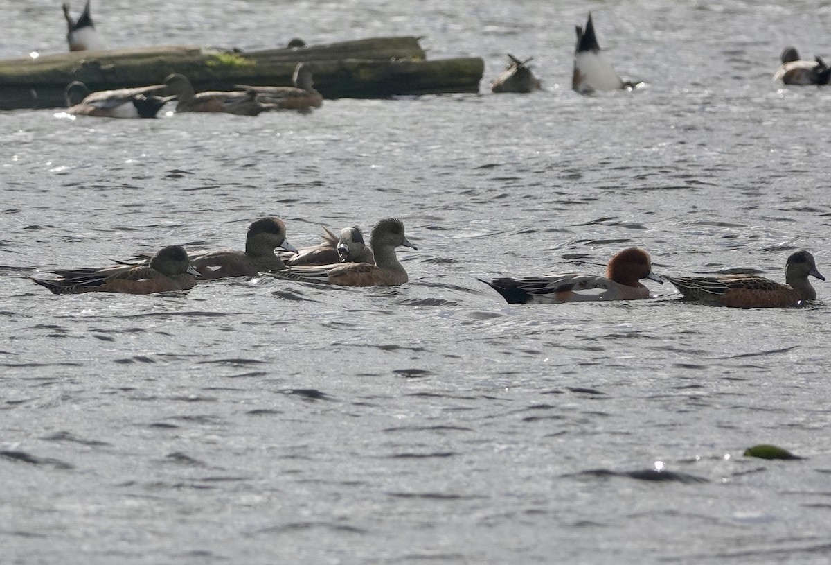 American Wigeon - ML624552406