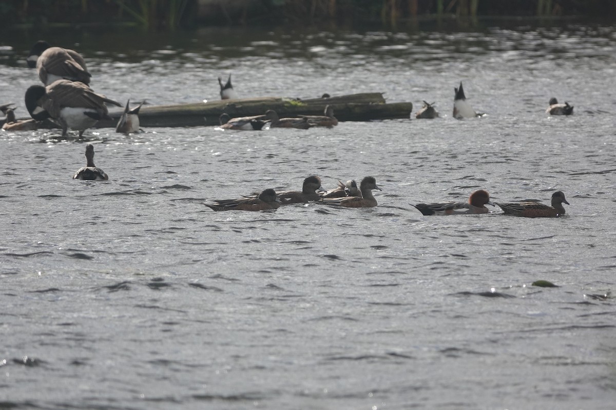 American Wigeon - ML624552407