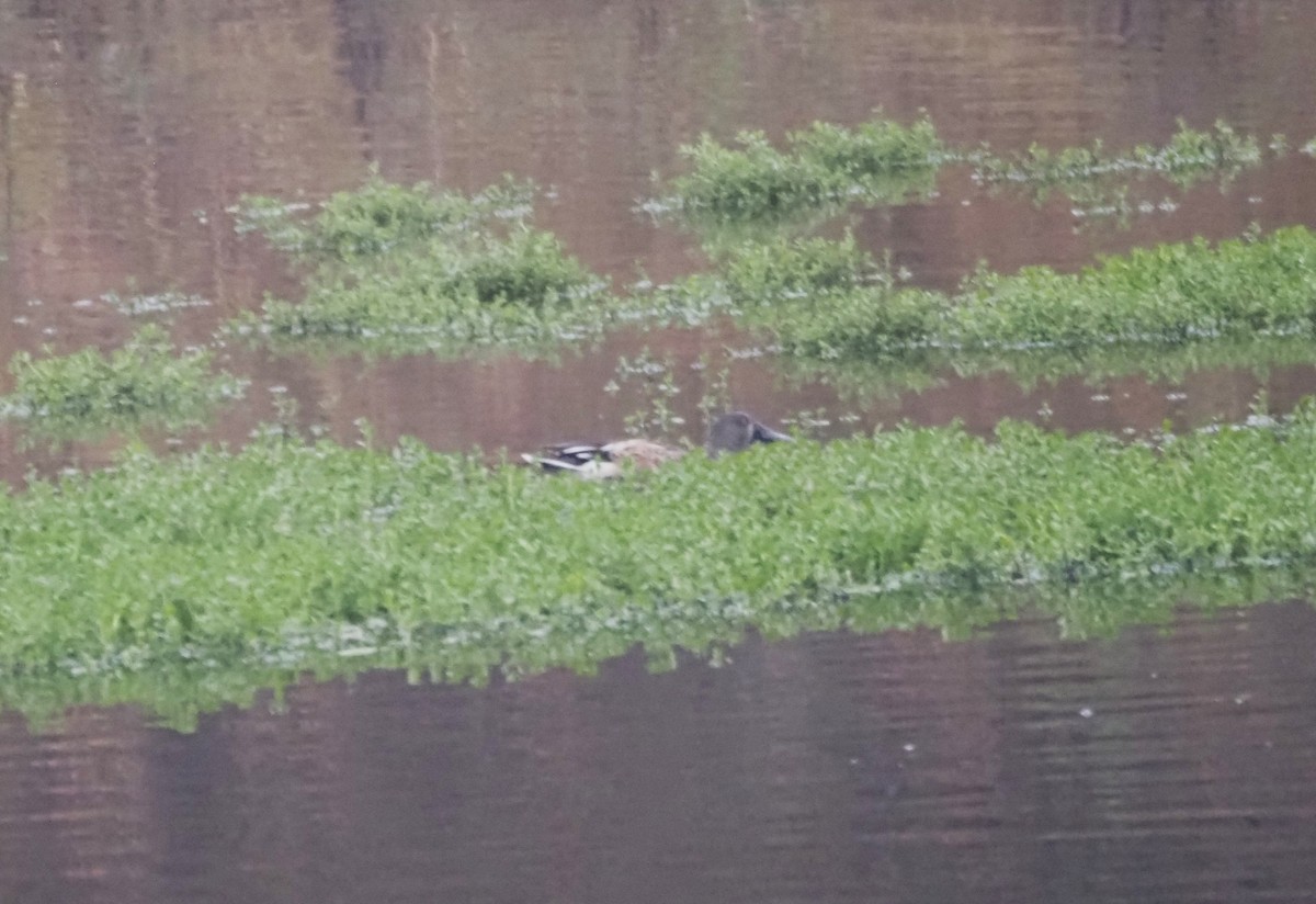 Blue-winged Teal - Uma Sachdeva