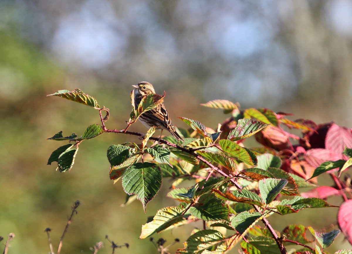 Savannah Sparrow - ML624552412