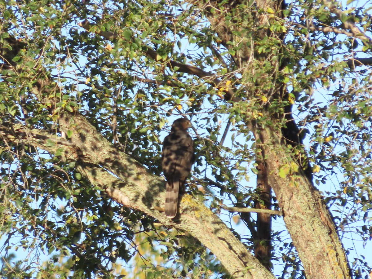 Cooper's Hawk - ML624552414